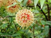 Uncaria rhynchophylla